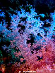 Beautiful softcoral in Marsa Alam, Egypt by Tanja Hofmann 